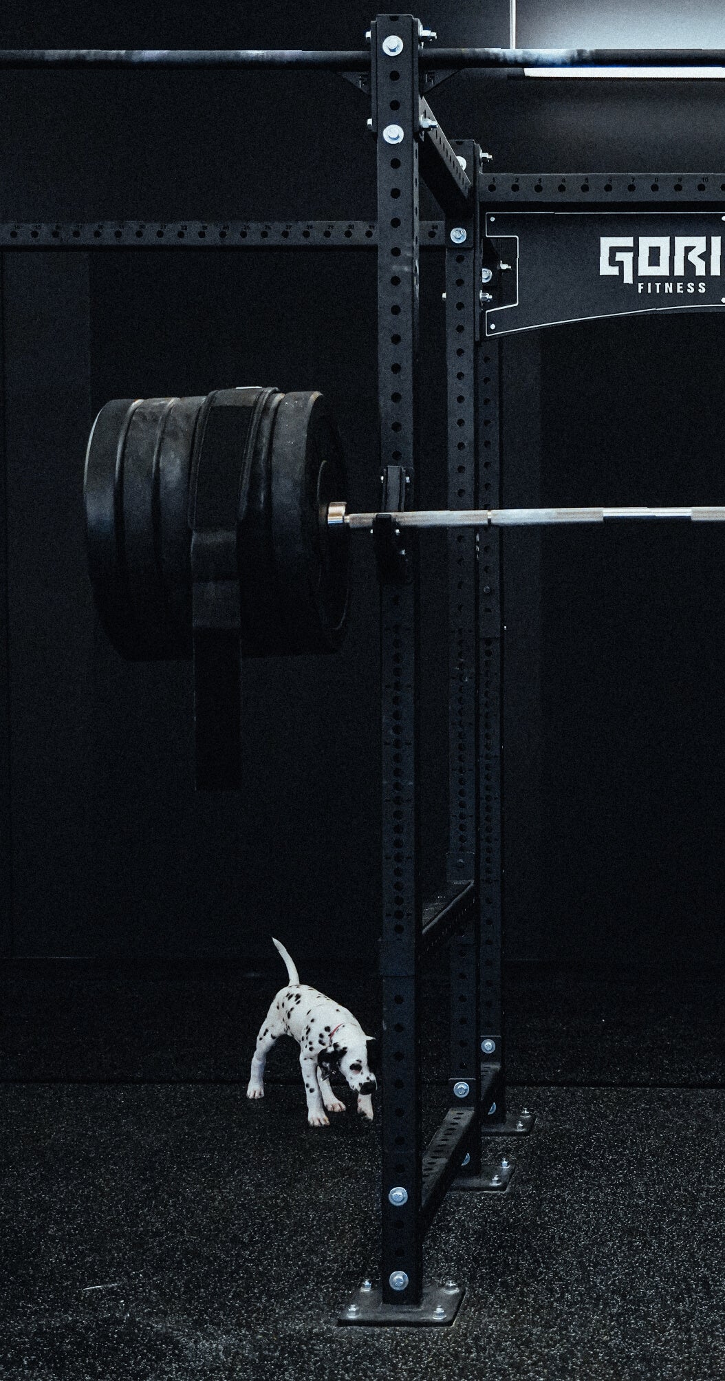 Gorila Fitness | Tested For Animals - Puppy sniffing Power Rack